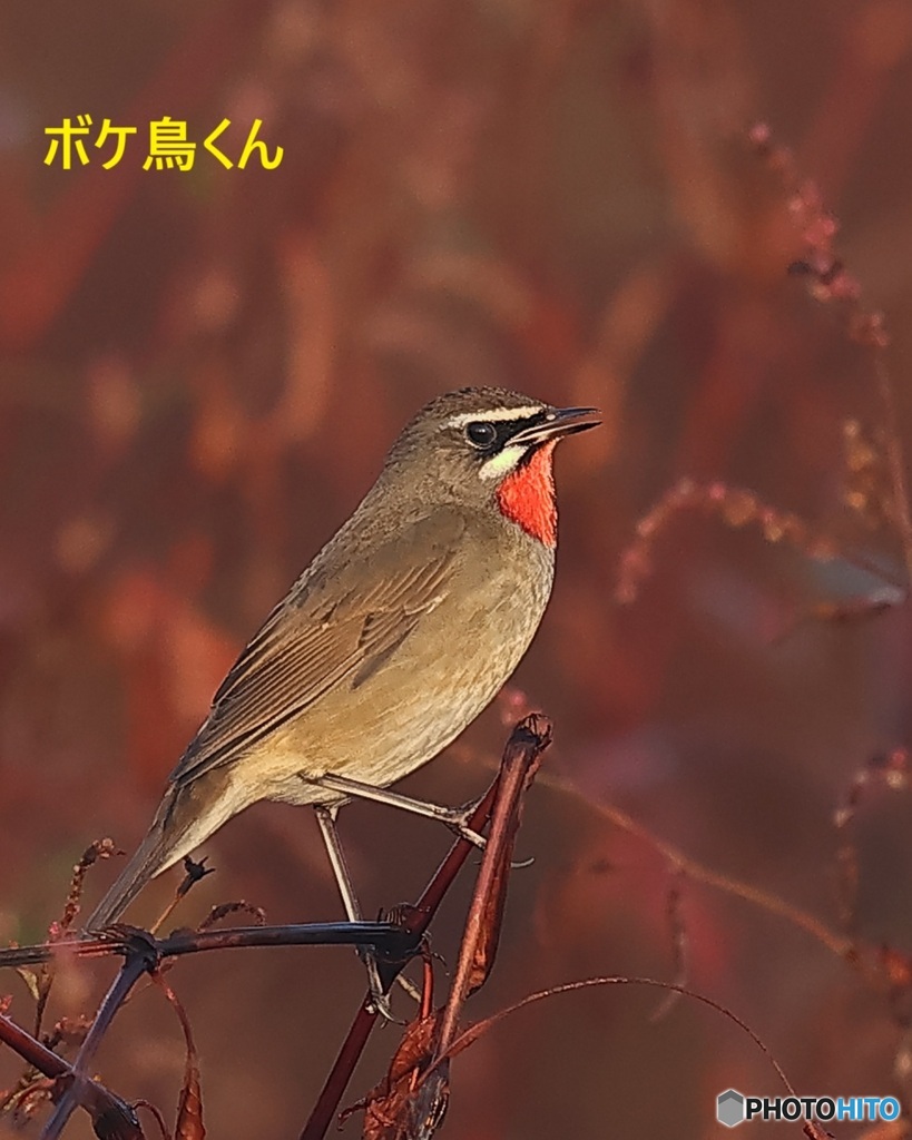 河原のノゴマ　1