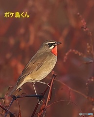 河原のノゴマ　1