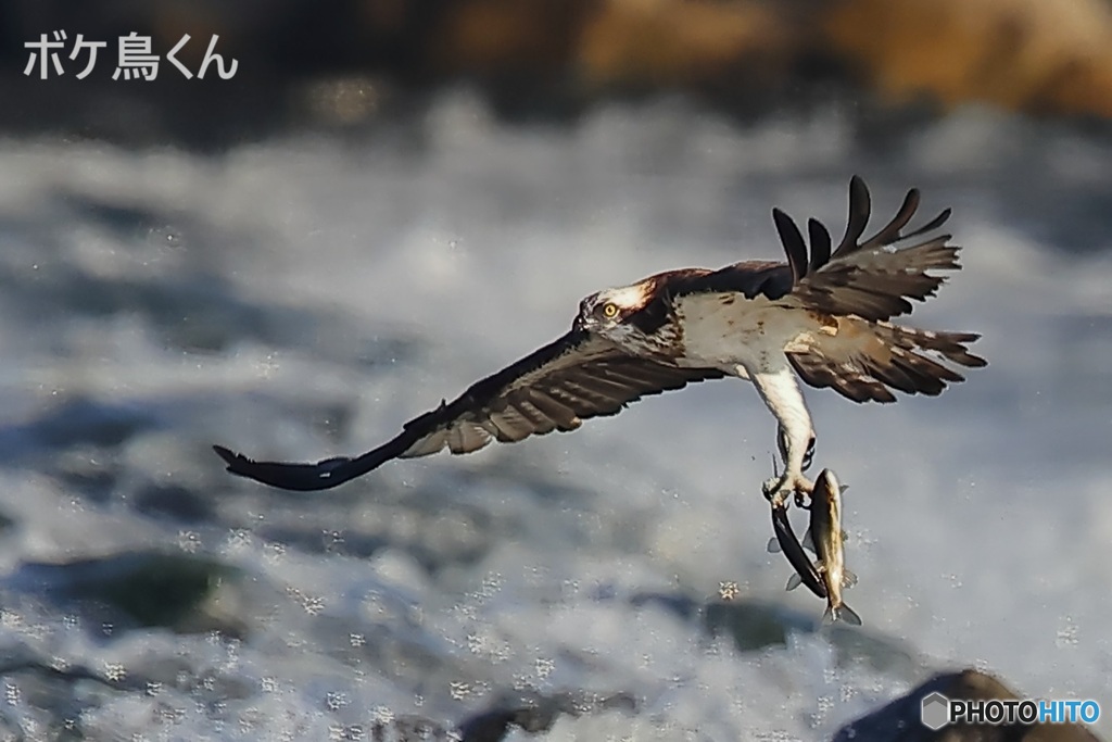 やはり たくましい