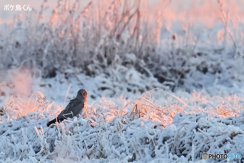 雪のハイイロチュウヒ