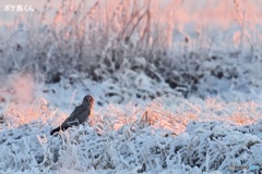 雪のハイイロチュウヒ