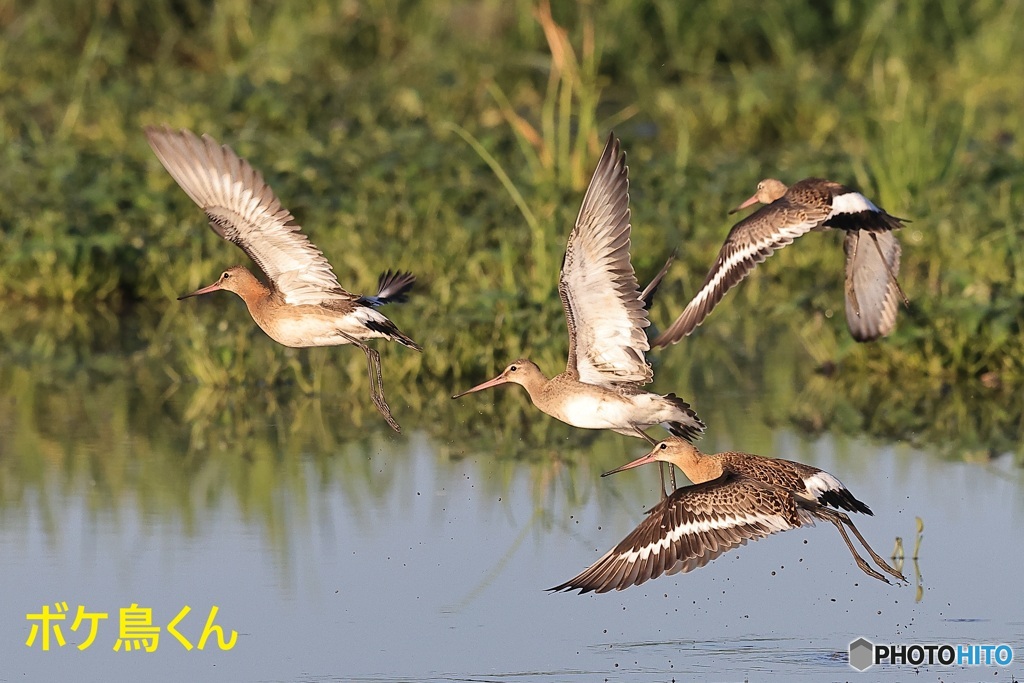 水田んぼのオグロシギ