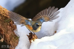 雪の水場　Ⅲ　シッカリ見据えて