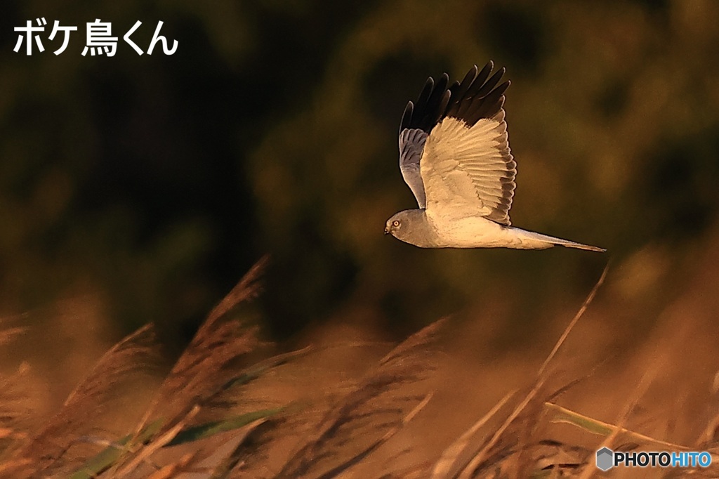 来てくれましたハイイロチュウヒ　1　(オス)