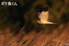 来てくれましたハイイロチュウヒ　1　(オス)