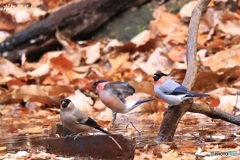 久しぶりのウソ　1