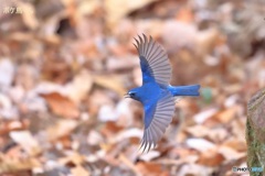 ルリの横っ飛び