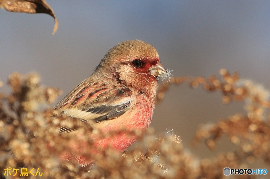 周り気にしません　1