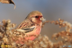 周り気にしません　1