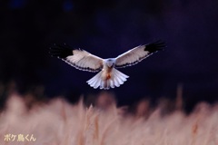 正面を向いてはくれたが…(今年の初撮り 2)