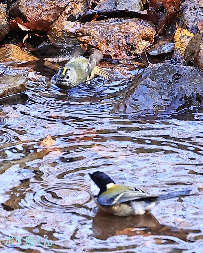 私が先です(今年の初撮り 1)