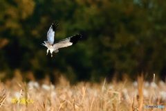 何かみつけたか?