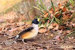飛び出し連写　1