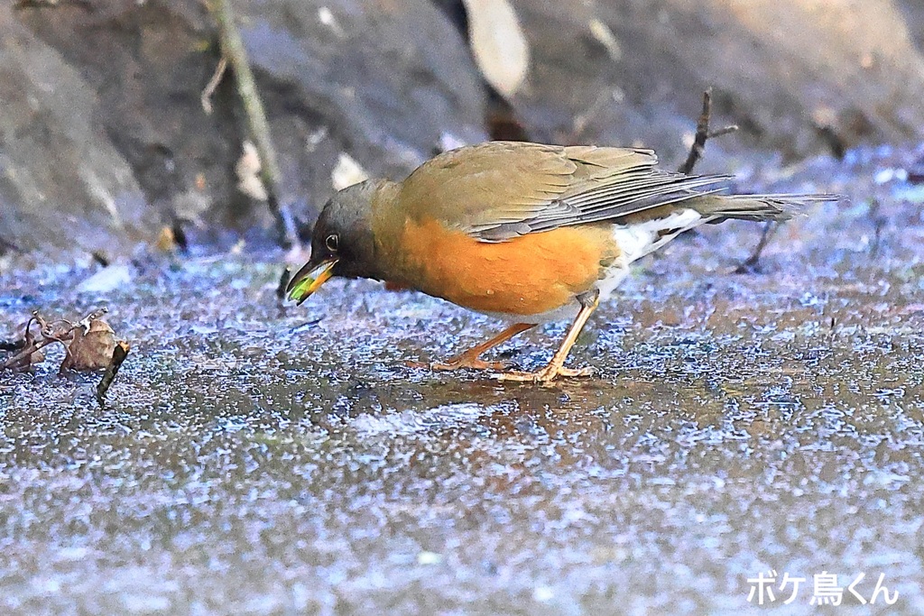 雪の水場　Ⅱ　一番強い