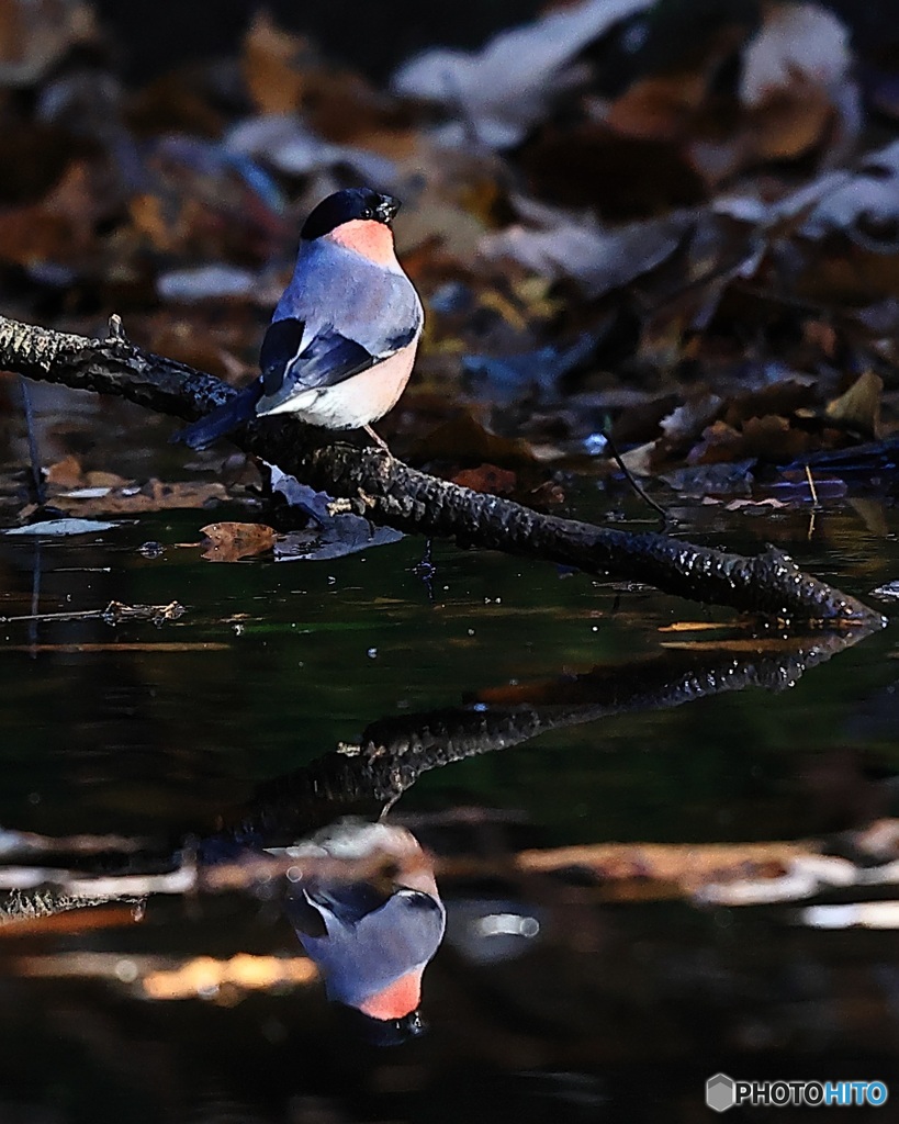 久しぶりのウソ　2