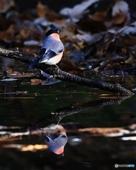 久しぶりのウソ　2