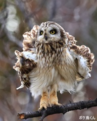 コミミ続報　立ち上がった　!