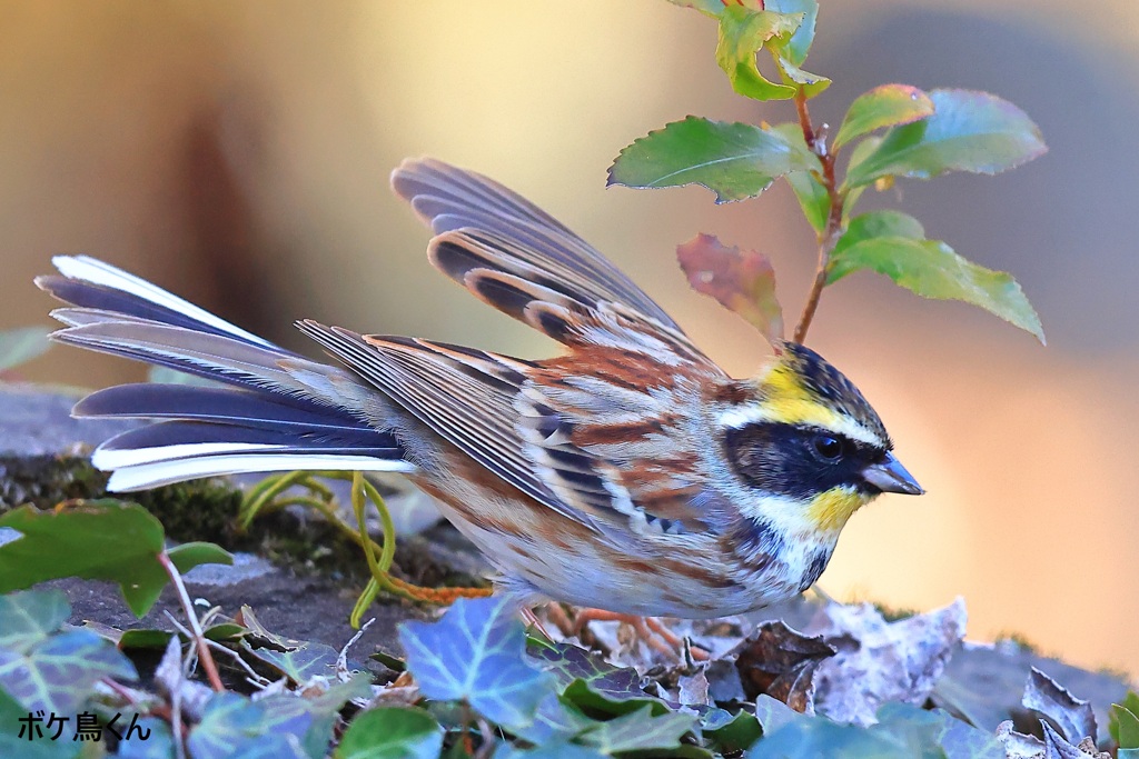 地面であれば近くに寄ってくれるのだが