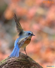 今年のルリは若かった