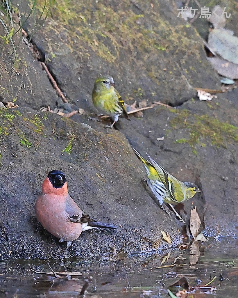山の水場　Ⅴ　失礼しまーす