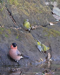 山の水場　Ⅴ　失礼しまーす