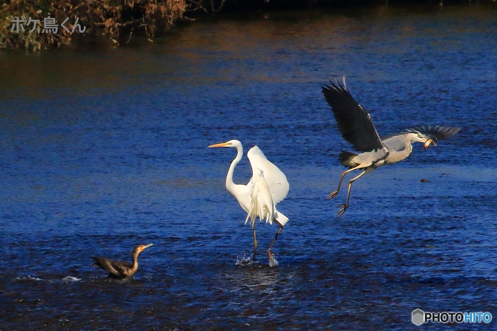 アオサギの勝利