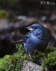 今季初クロジ  1