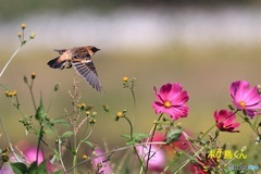 秋桜ノビタキ　2