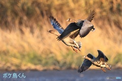 なかよく ねぐらに移動か