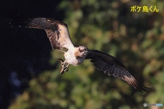 まんまるミサゴ