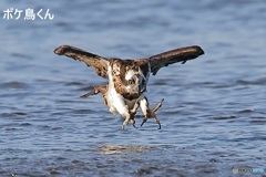 横からダイブしたミサゴ　1