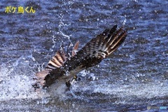 水しぶき　ミサゴ