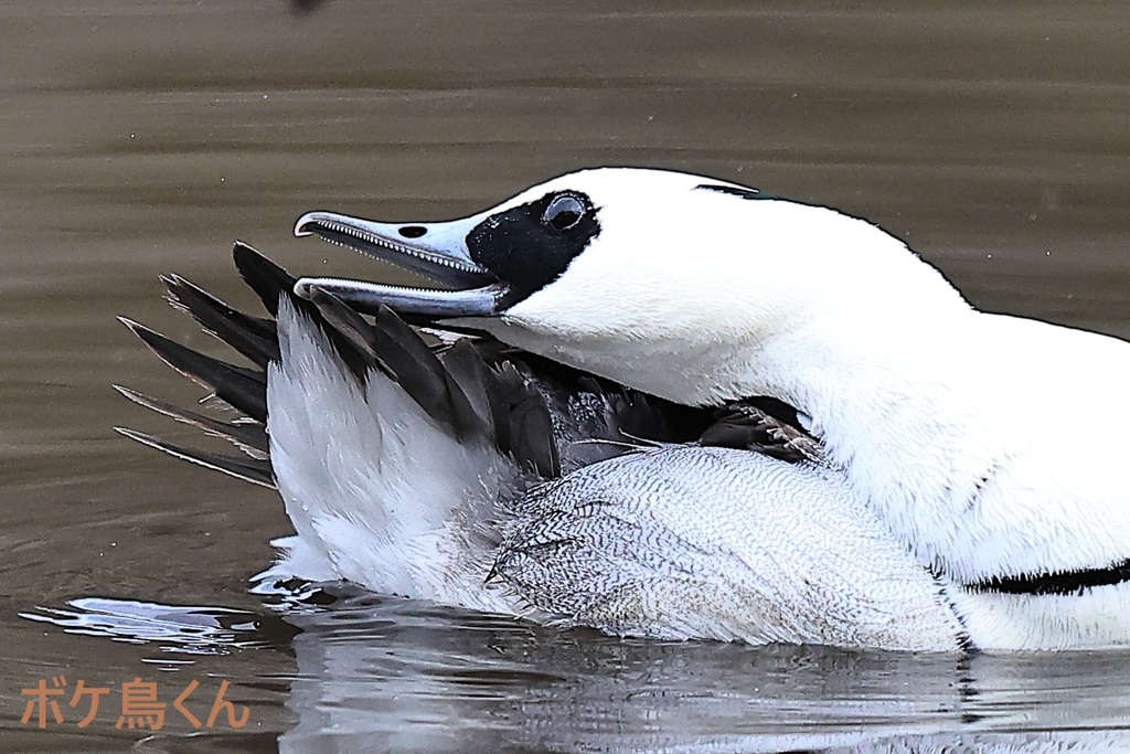 くちばしの中はノコギリだった