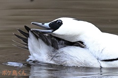 くちばしの中はノコギリだった