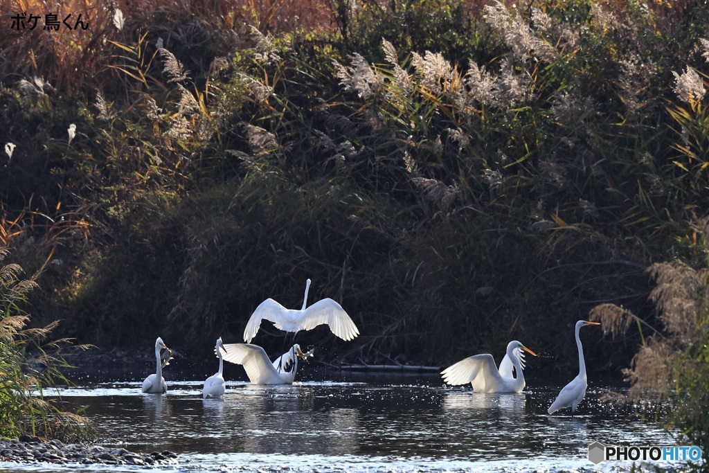 晩秋のお祭り騒ぎ