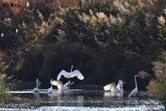 晩秋のお祭り騒ぎ