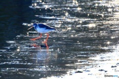 えっ　まだいたの　1