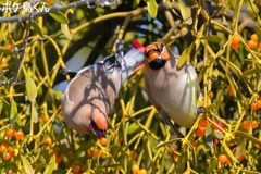 ひたすらモグモグ