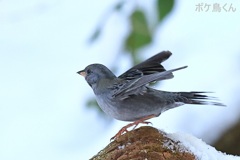 雪の水場　Ⅰ　なぜか動きが良かった
