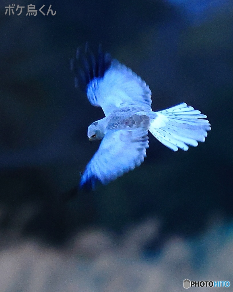 夕闇せまる塒入り　2