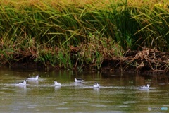 稲穂とアカエリヒレアシシギ