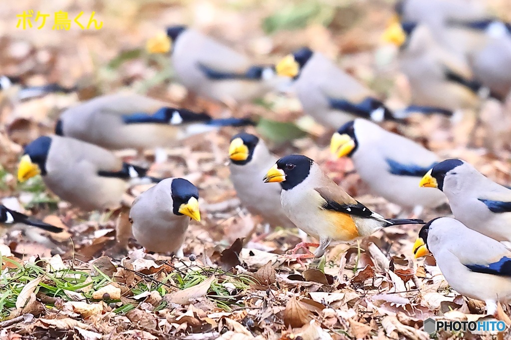 なんだ　なんだ　!