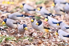 なんだ　なんだ　!