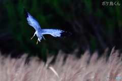 月明りの塒入り　1-3