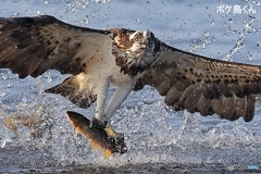 横からダイブしたミサゴ　2