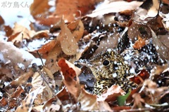 雪の水場　Ⅱ　やっと顔出した