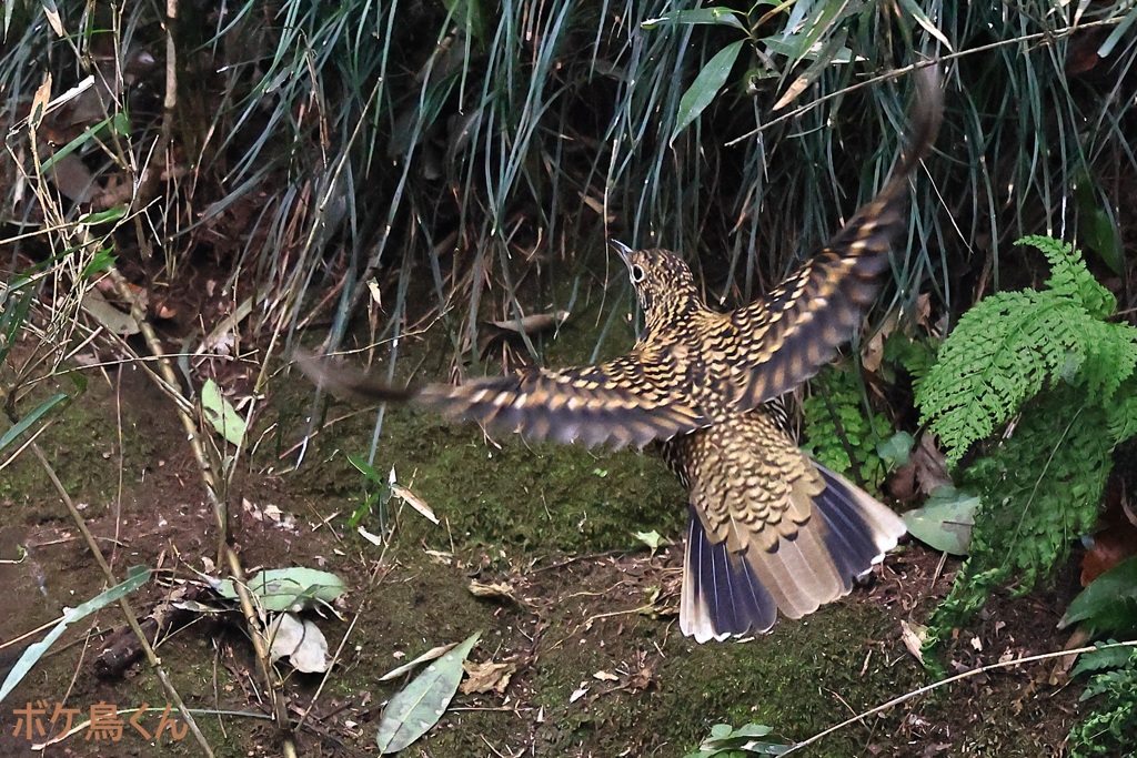 山の水場　Ⅲ　後ろ向き飛翔