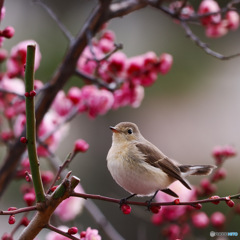 梅の花とニシオジロビタキ