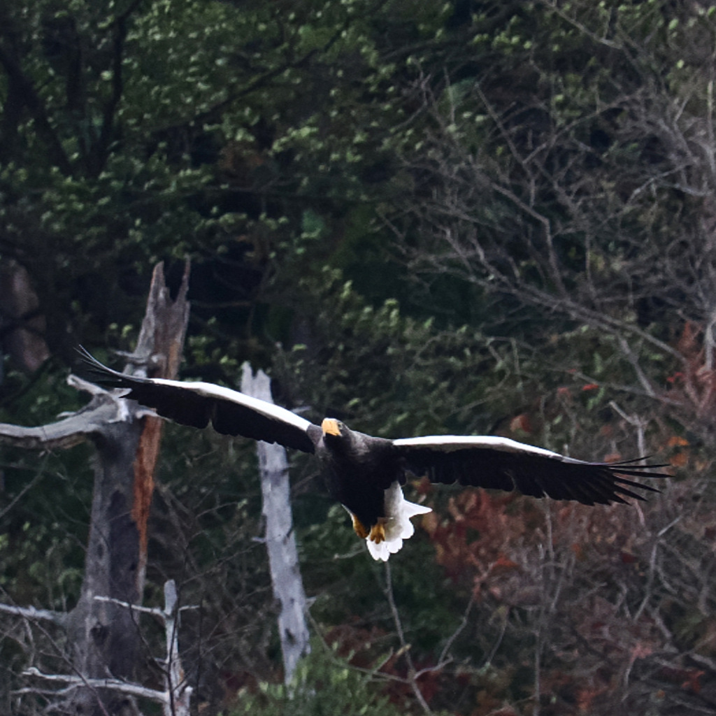 山本山のおばあちゃん