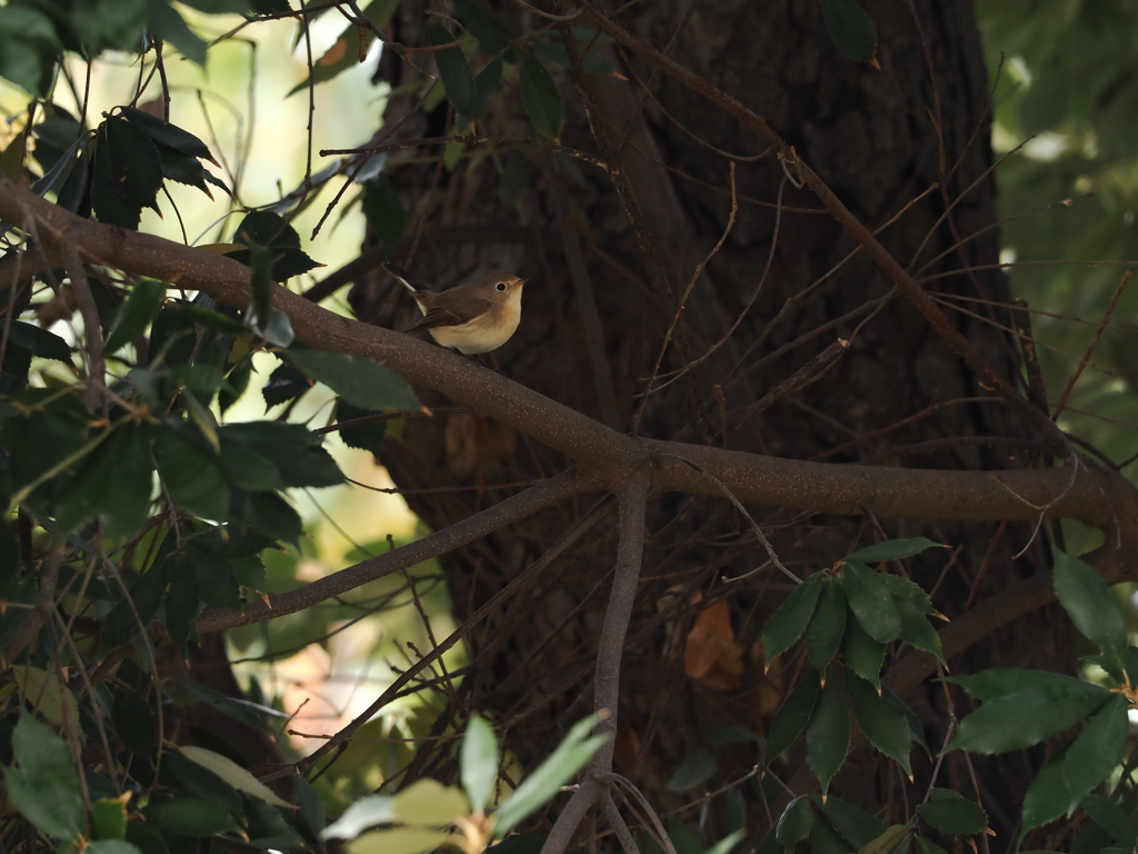 ニシオジロビタキ